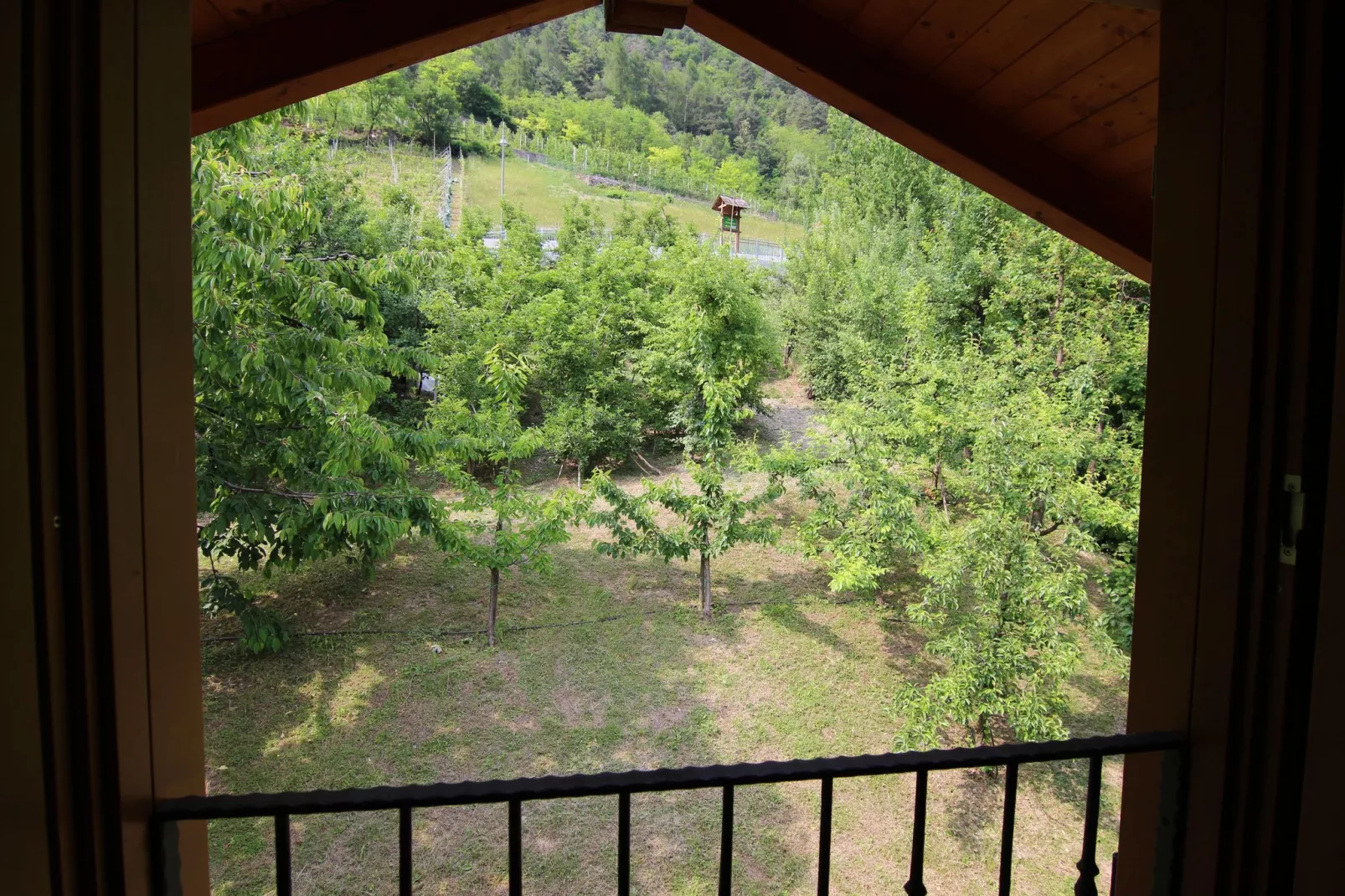 Fior di melo-View summer