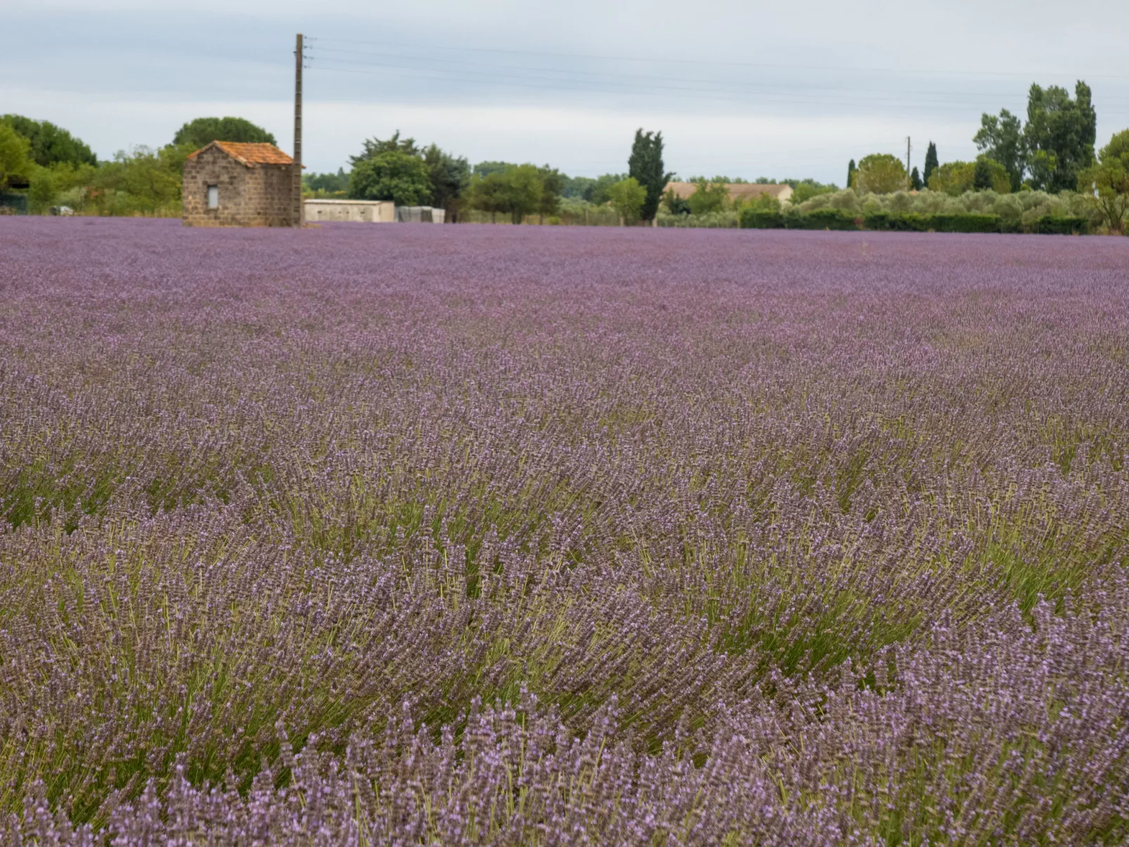 Résidence les Roses-Area
