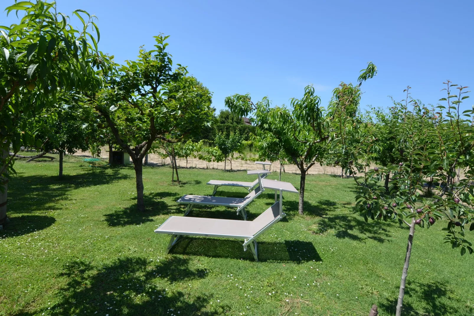 Venturi Cherry-View summer