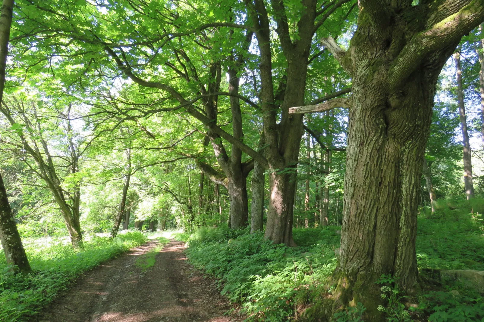 Pereboom-Areas summer 1km