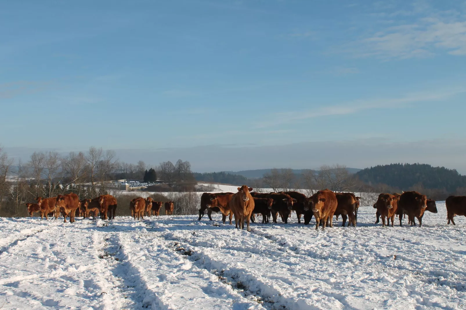 Pereboom-Area winter 1km