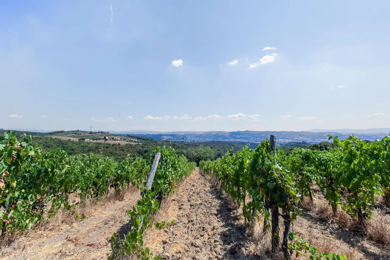 Istrice-Areas summer 1km