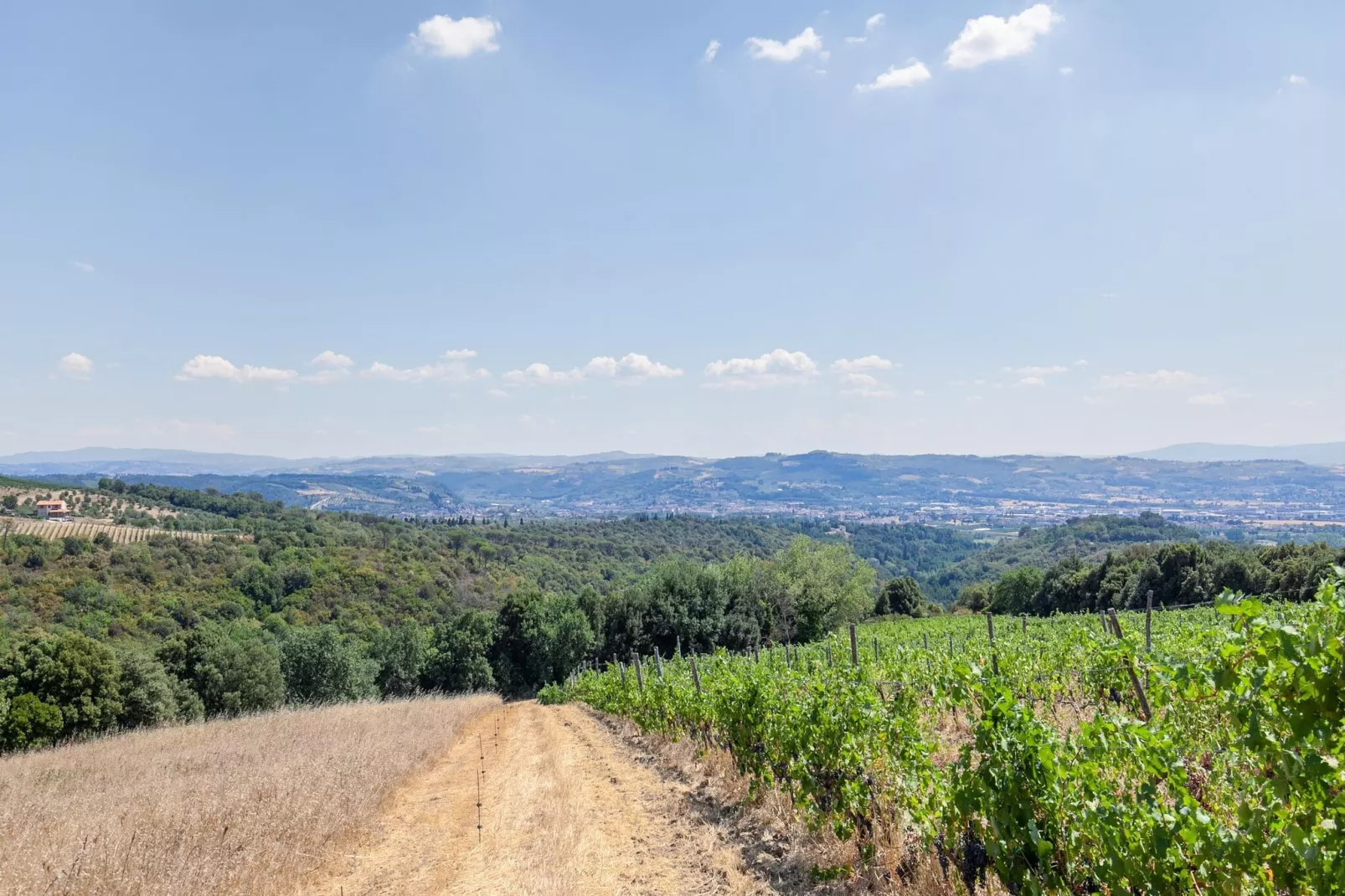 Istrice-Areas summer 1km