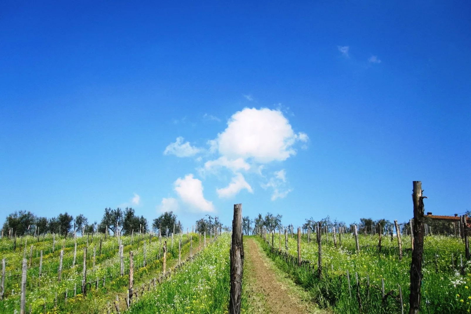 Volpe-Gebiete Sommer 5 km