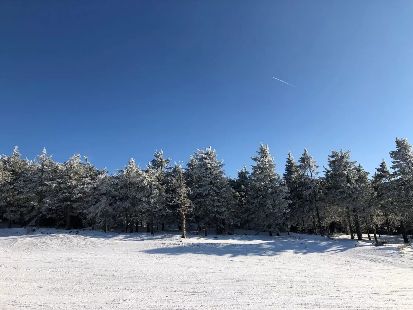 Forest +sauna-Area