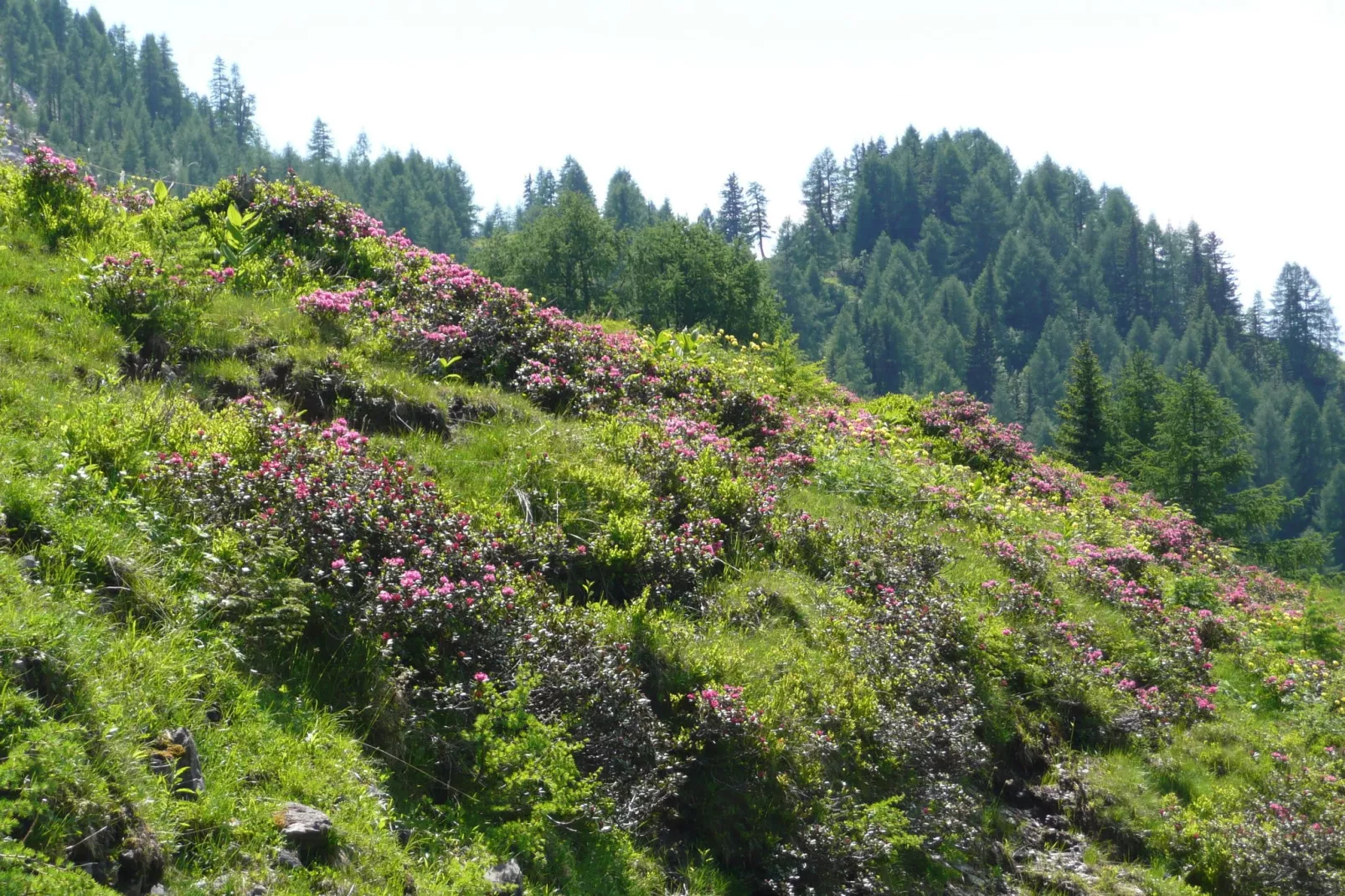 Apartment Tröpolach OG-Gebiete Sommer 20 km