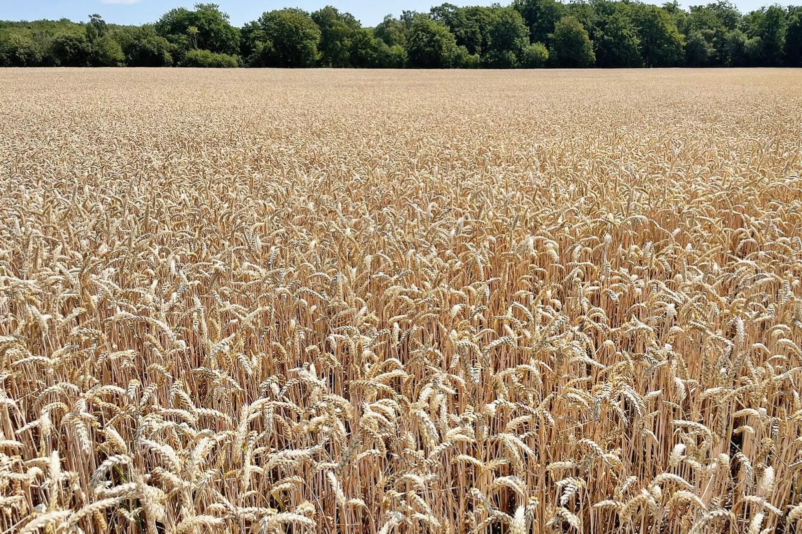 4 star holiday home in SÖLVESBORG-By Traum-Outdoor