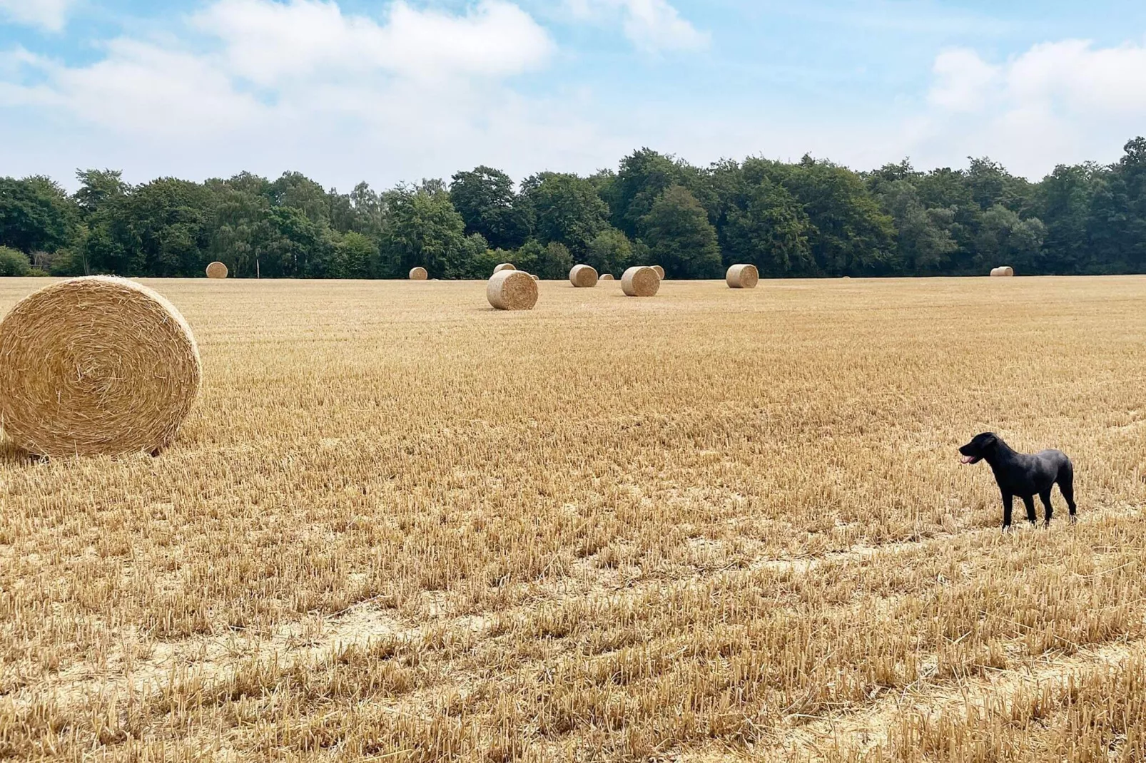 4 star holiday home in SÖLVESBORG-By Traum-Outdoor