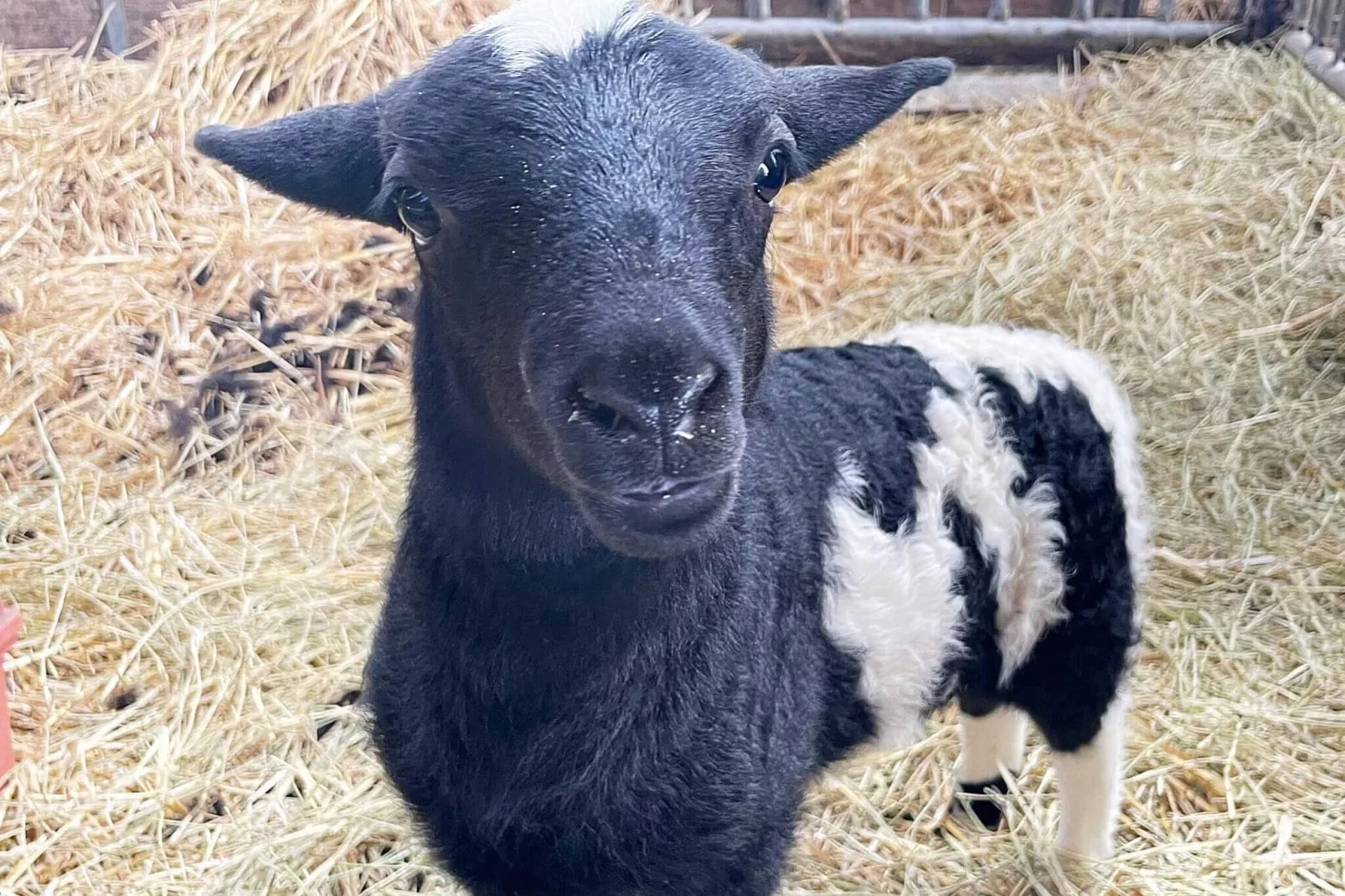 4 star holiday home in SÖLVESBORG-By Traum-Outdoor