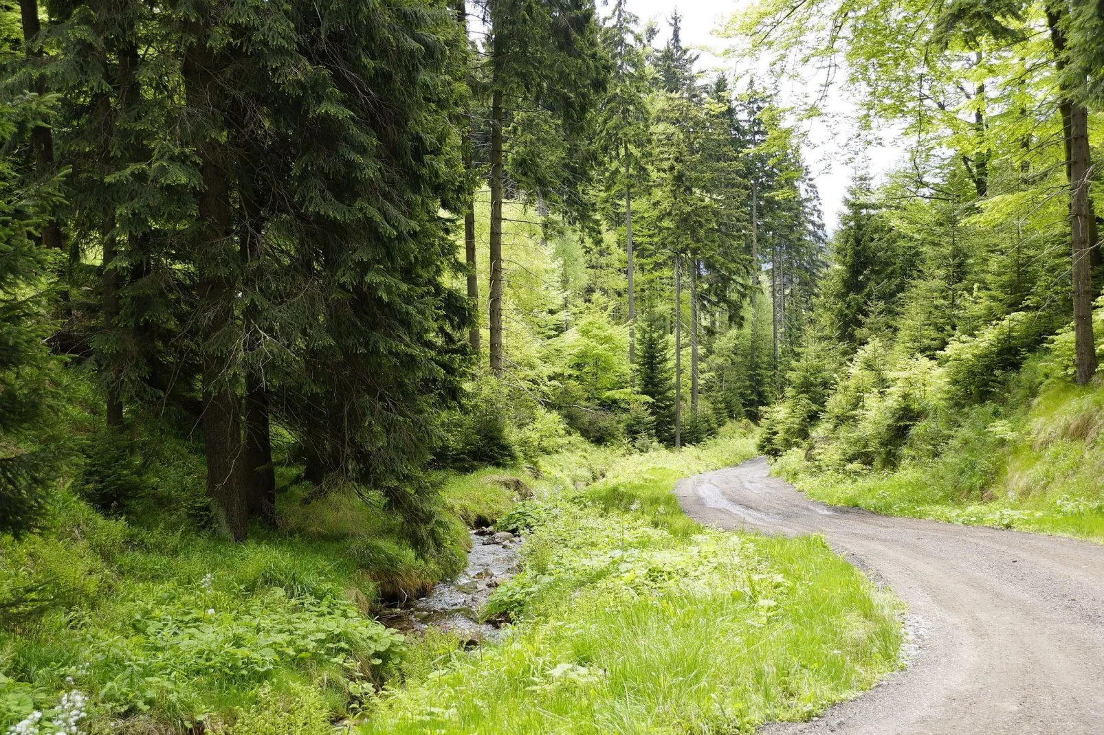 Cornelis-Areas summer 5km