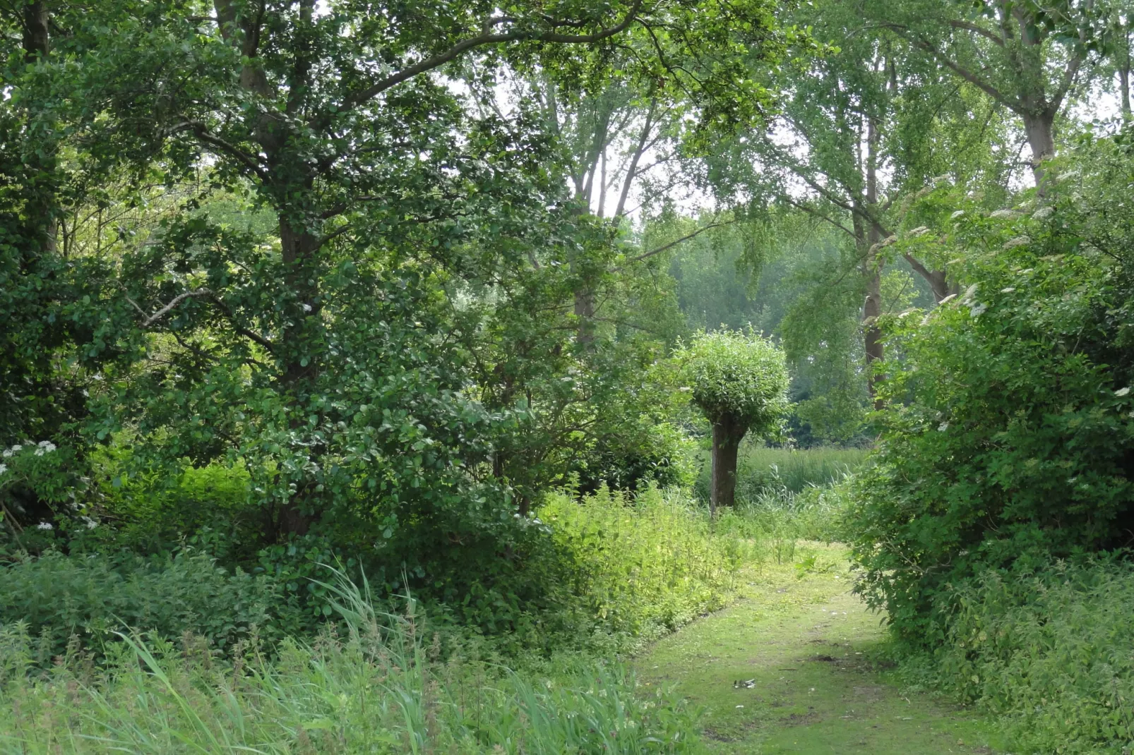 Houck-Areas summer 1km