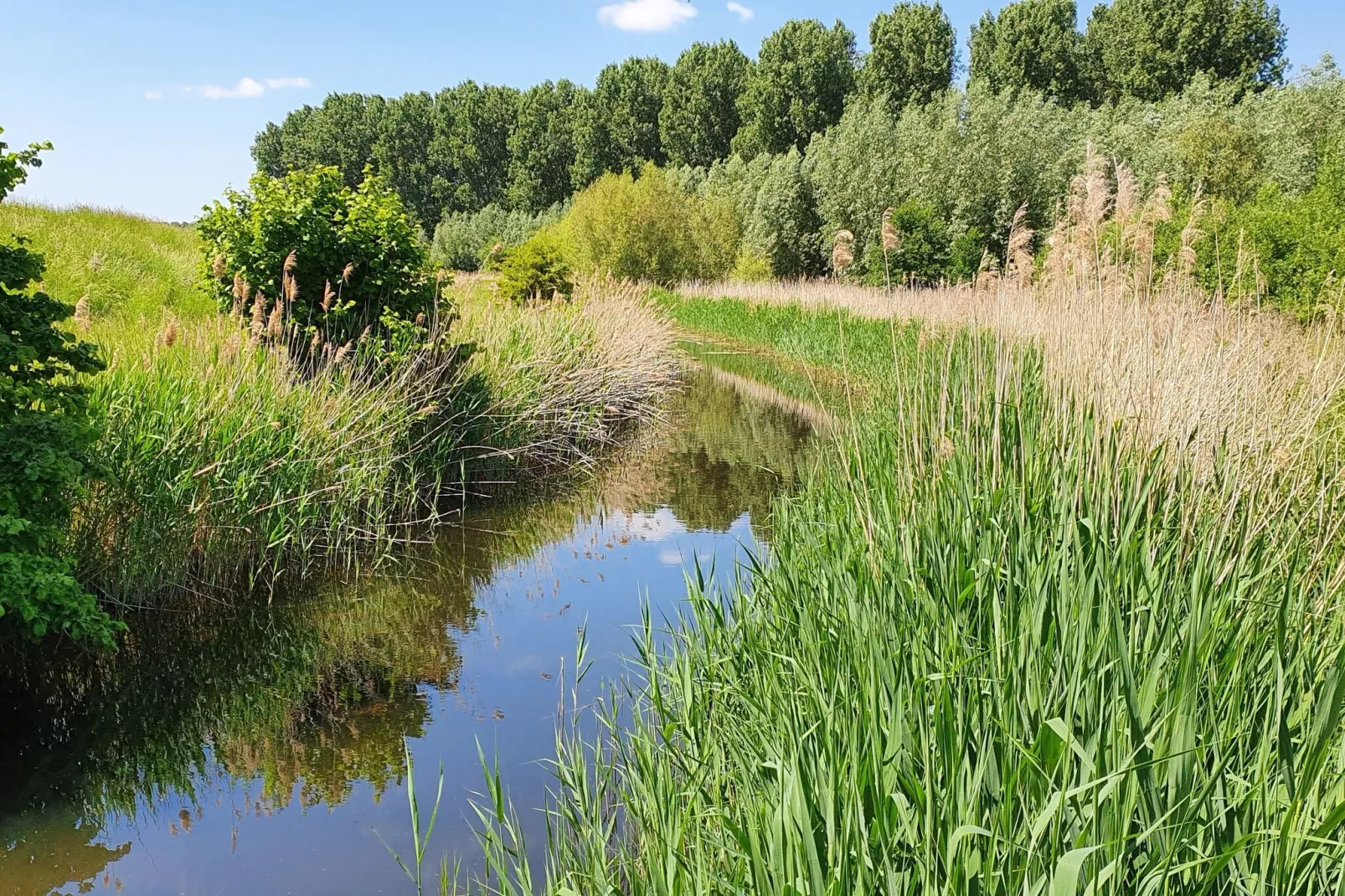 Houck-Areas summer 1km