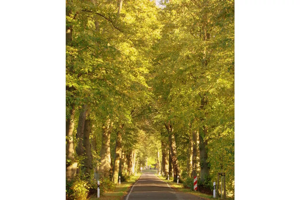 231175-Areas summer 5km