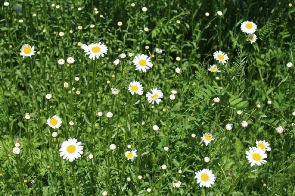 301680-Gardens summer