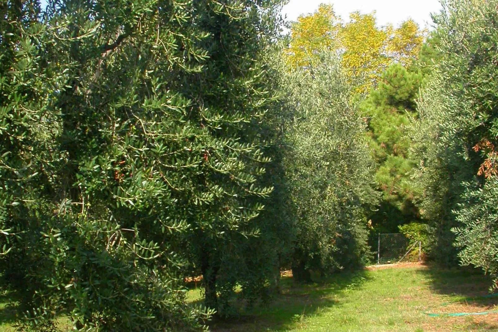 Casa Rondò-Gardens summer