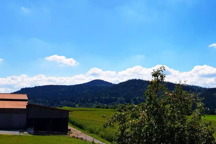 338786-View