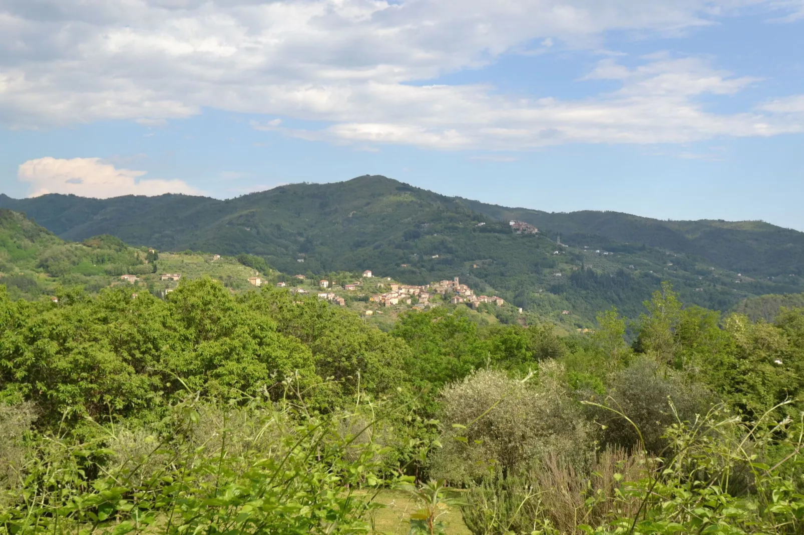 Olivi Giallo-View summer