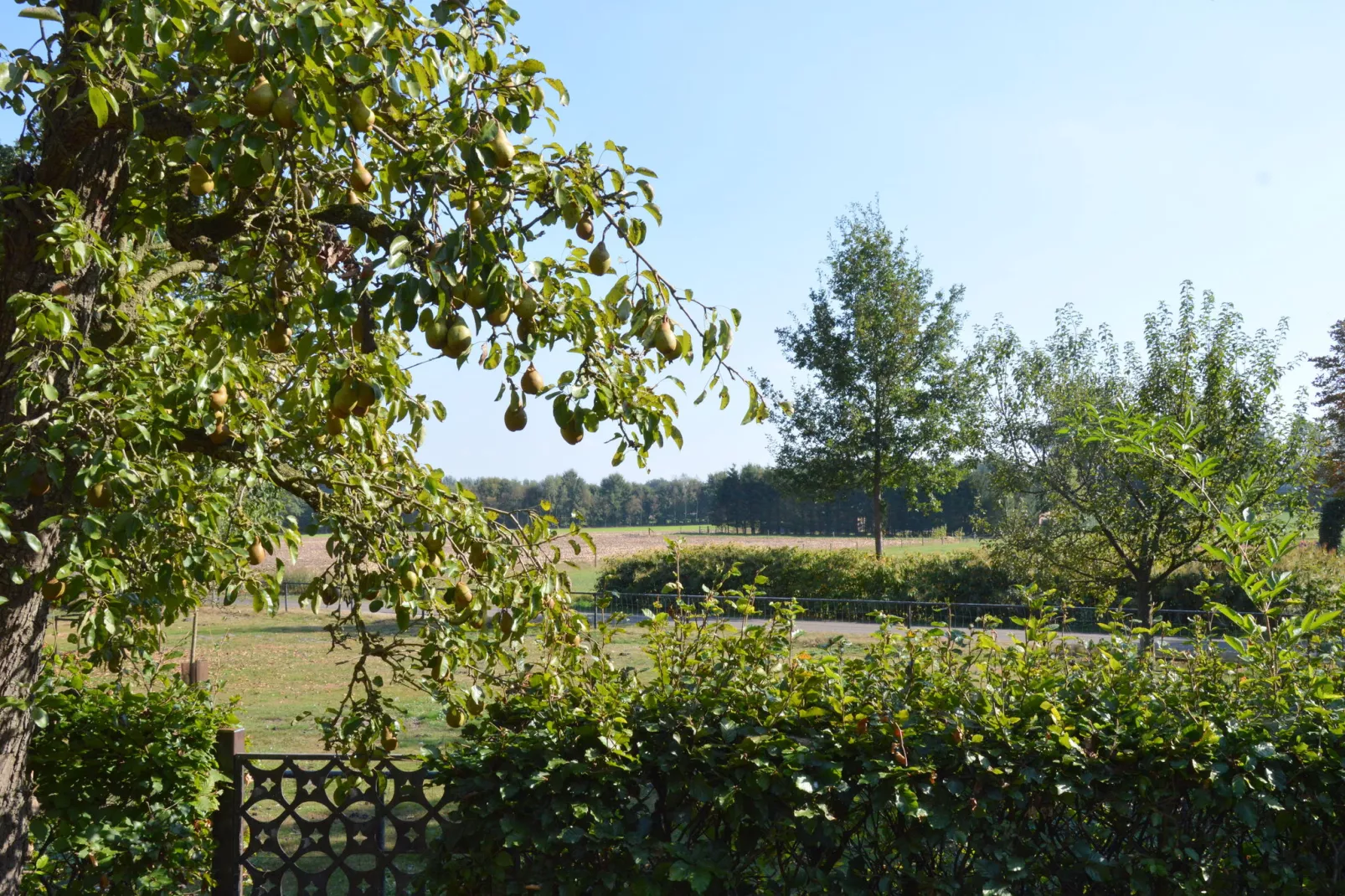 Gelink Hof-Aussicht Sommer
