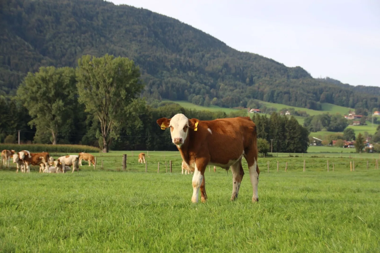 Chalet Alpenzauber Inzell-Areas summer 1km