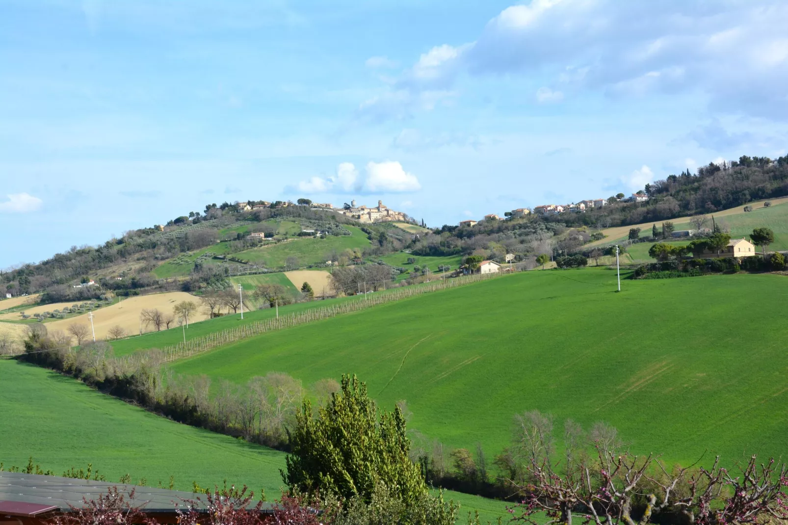 Infiniti Colli-View summer