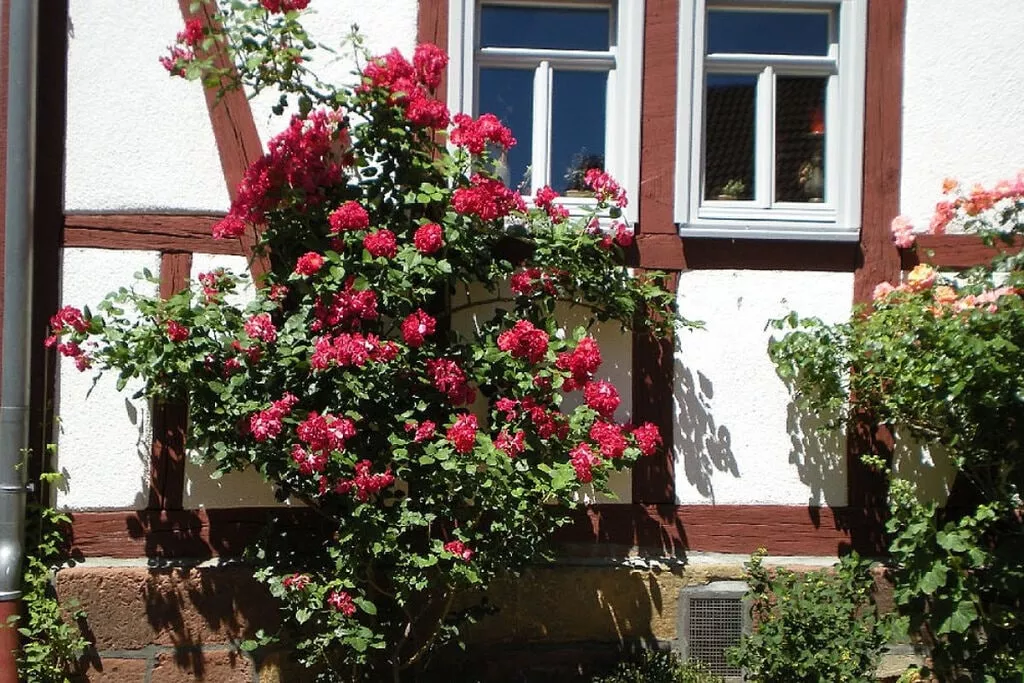 31169-Gardens summer