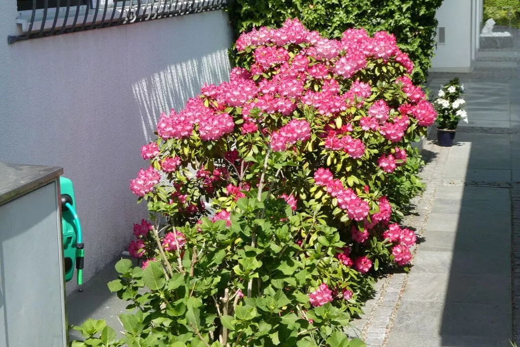 22945-Gärten Sommer