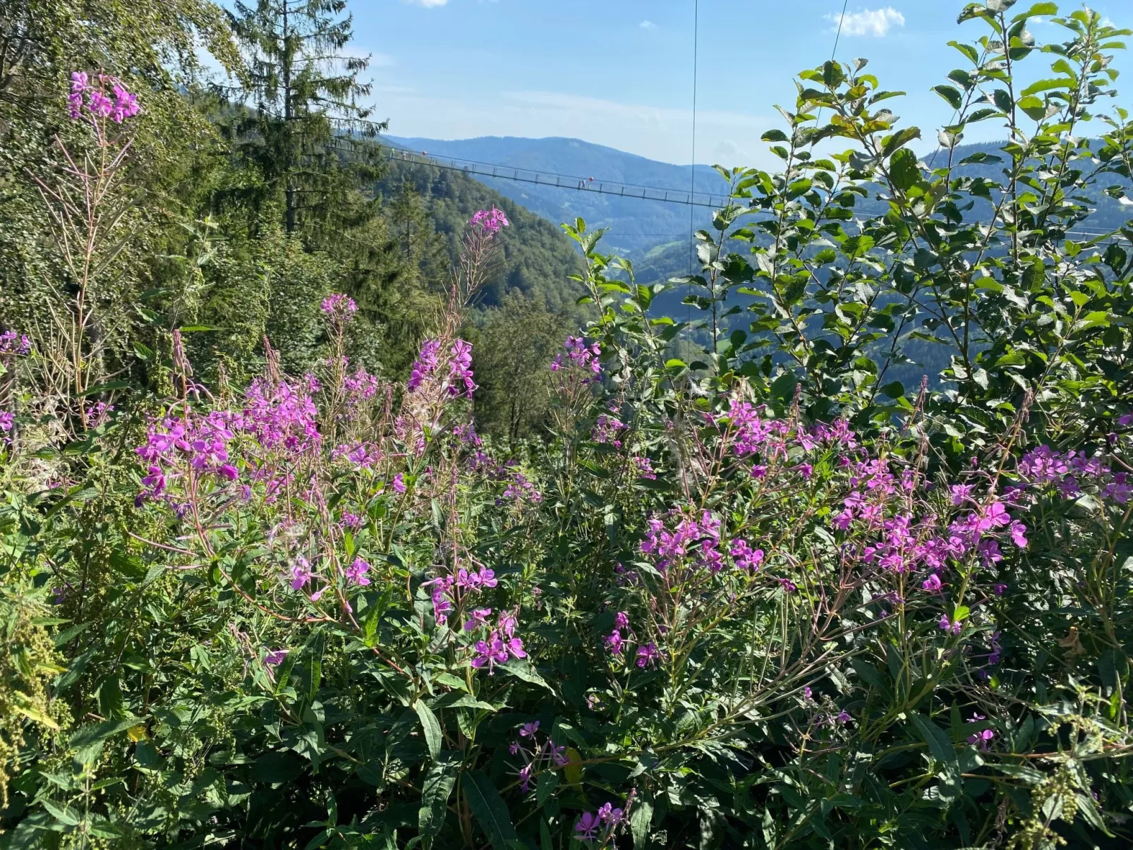 Sonnenblick III-Area