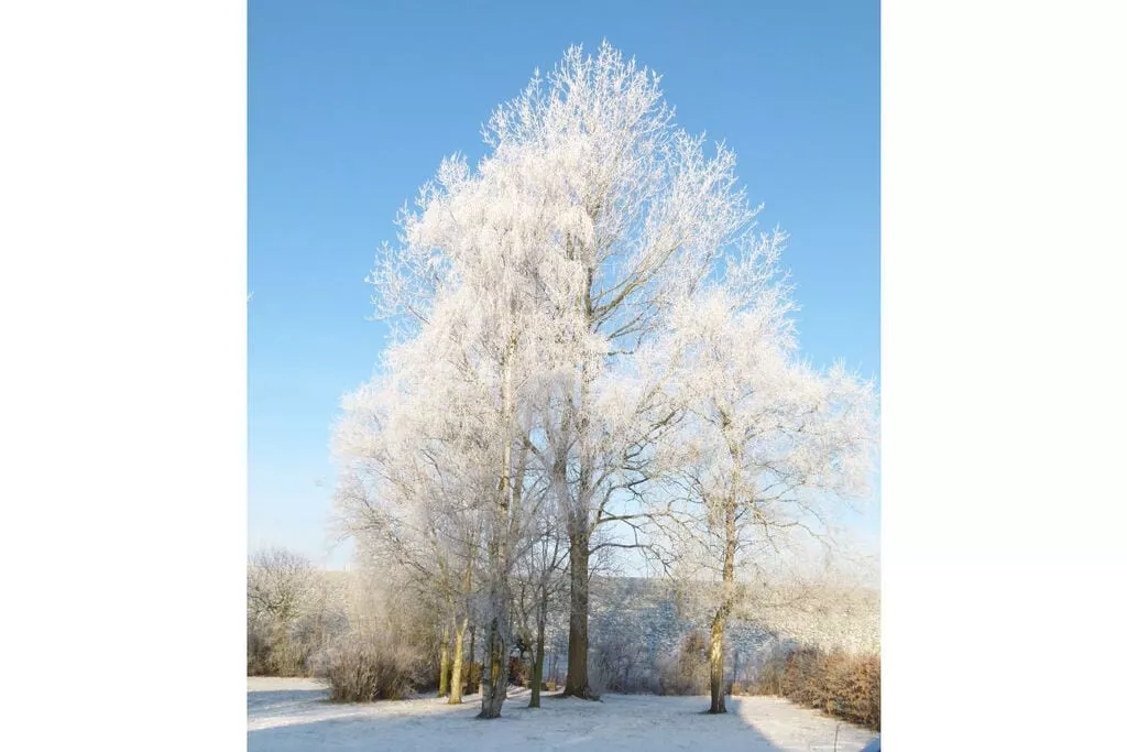 90385-Area winter 5km