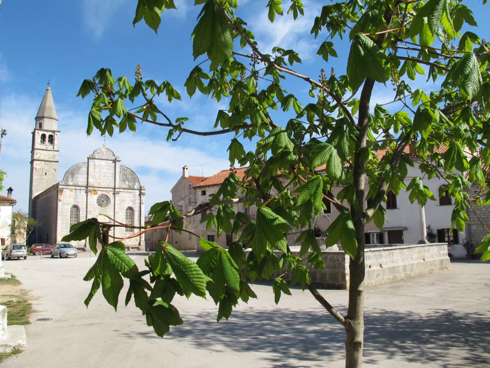 Narcis-Area