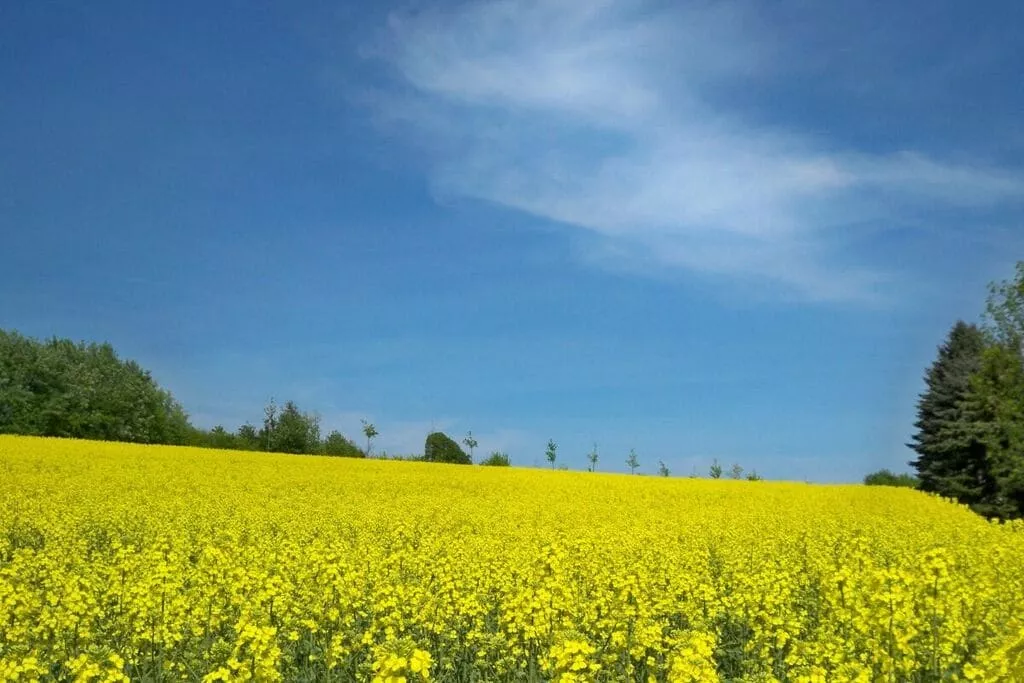 99381-Areas summer 5km