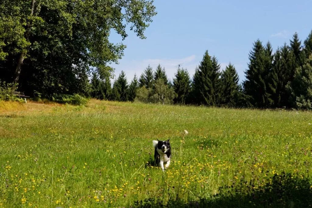 466835-Areas summer 5km