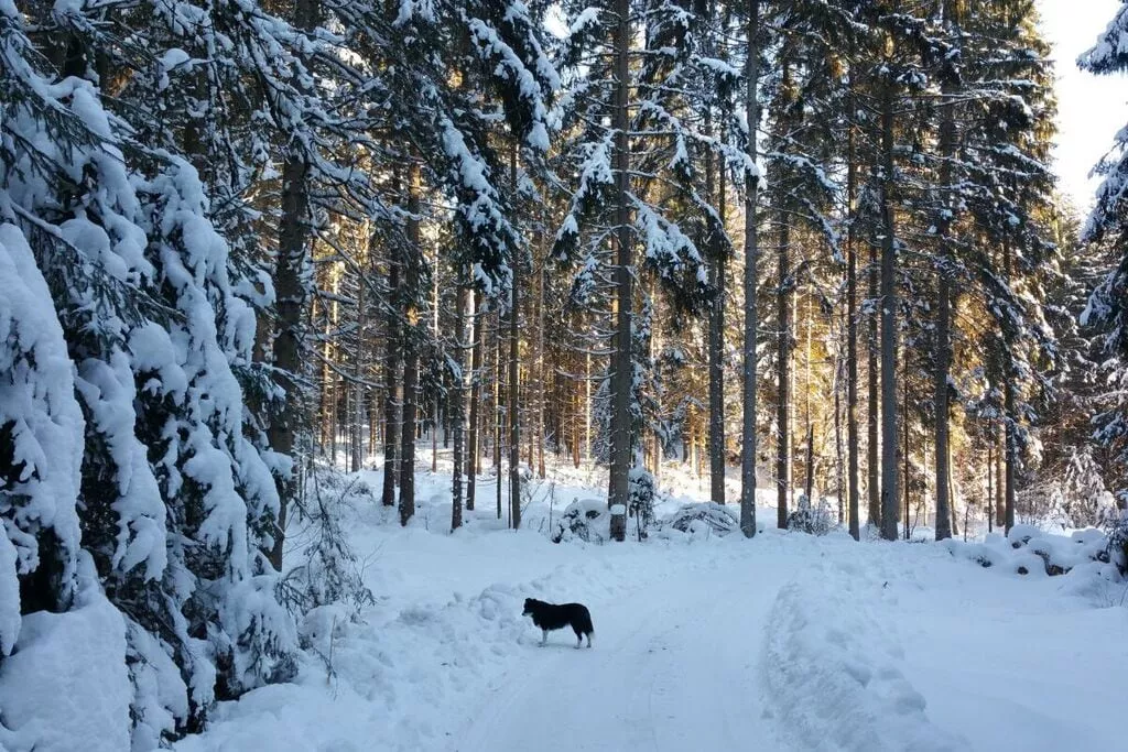 466835-Area winter 5km