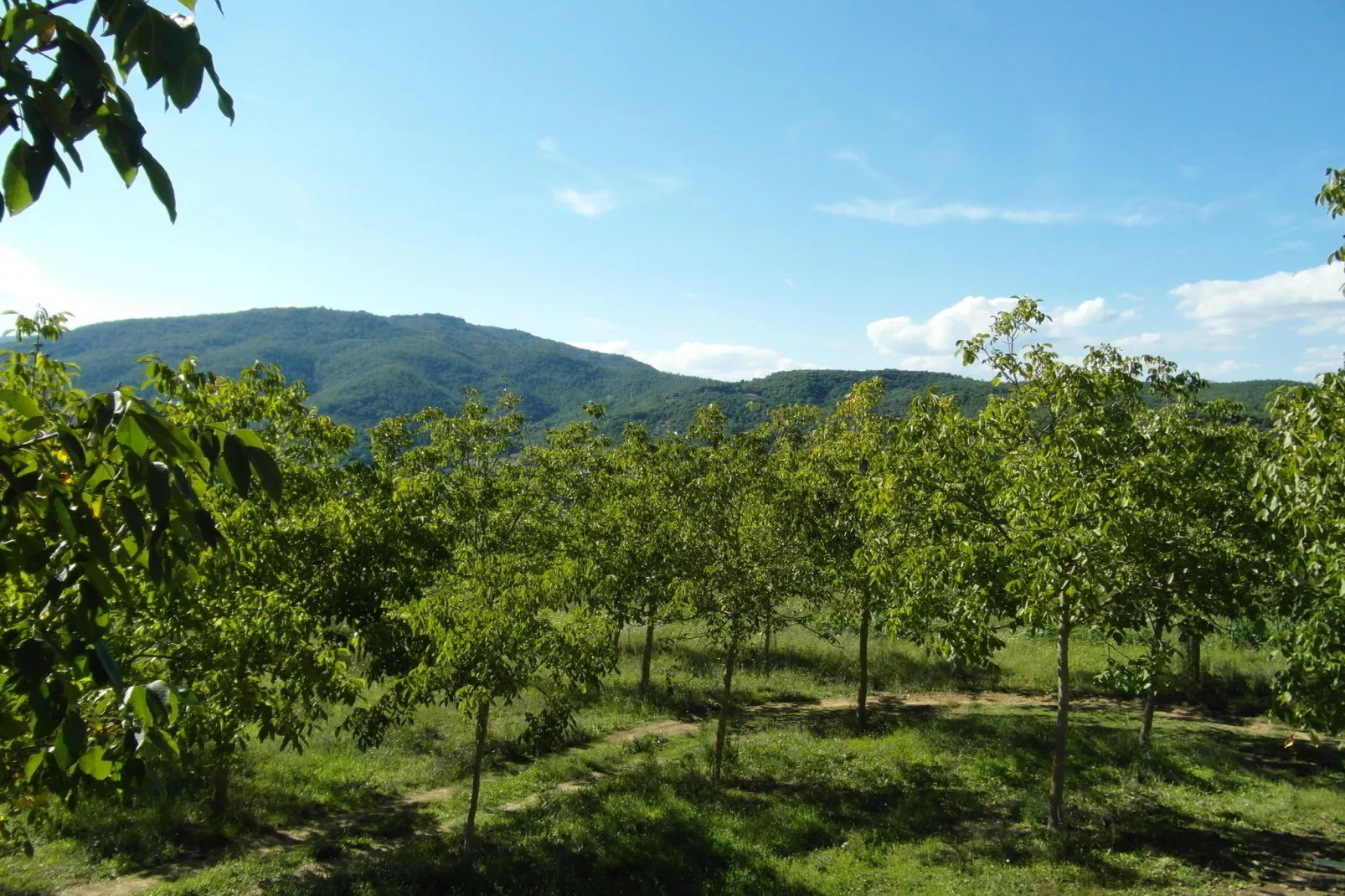 Il Fienile-Areas summer 5km