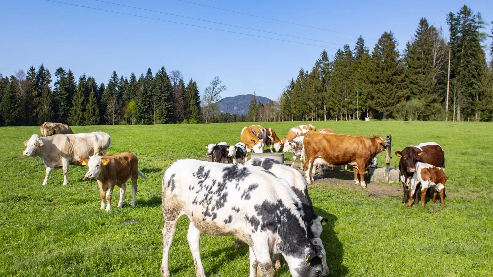 Auszeit am Bauernhof-Areas summer 1km