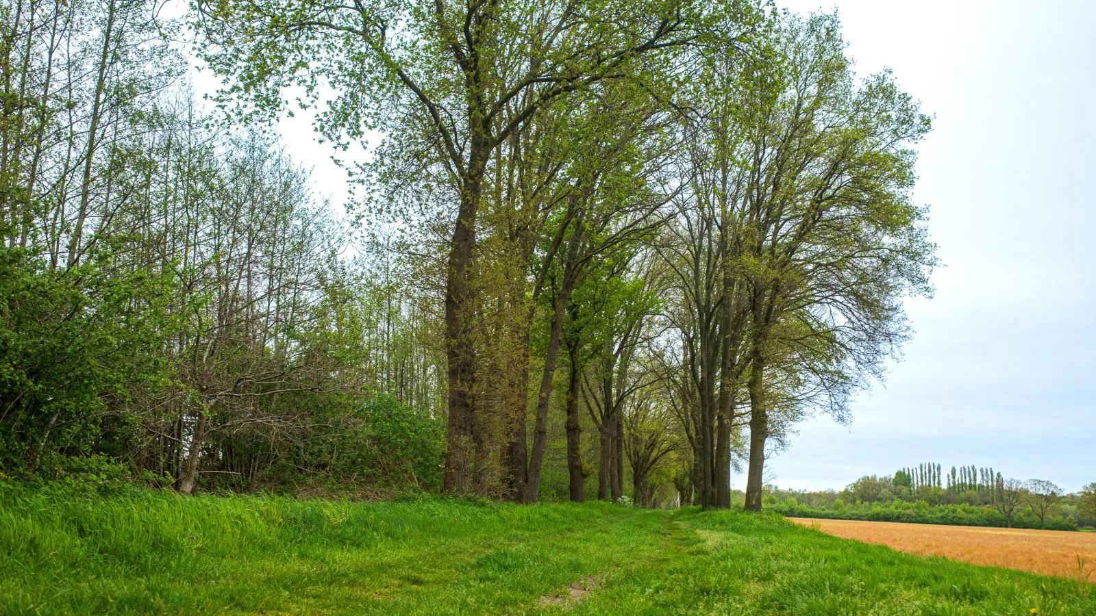Het Edelhert-Areas summer 5km