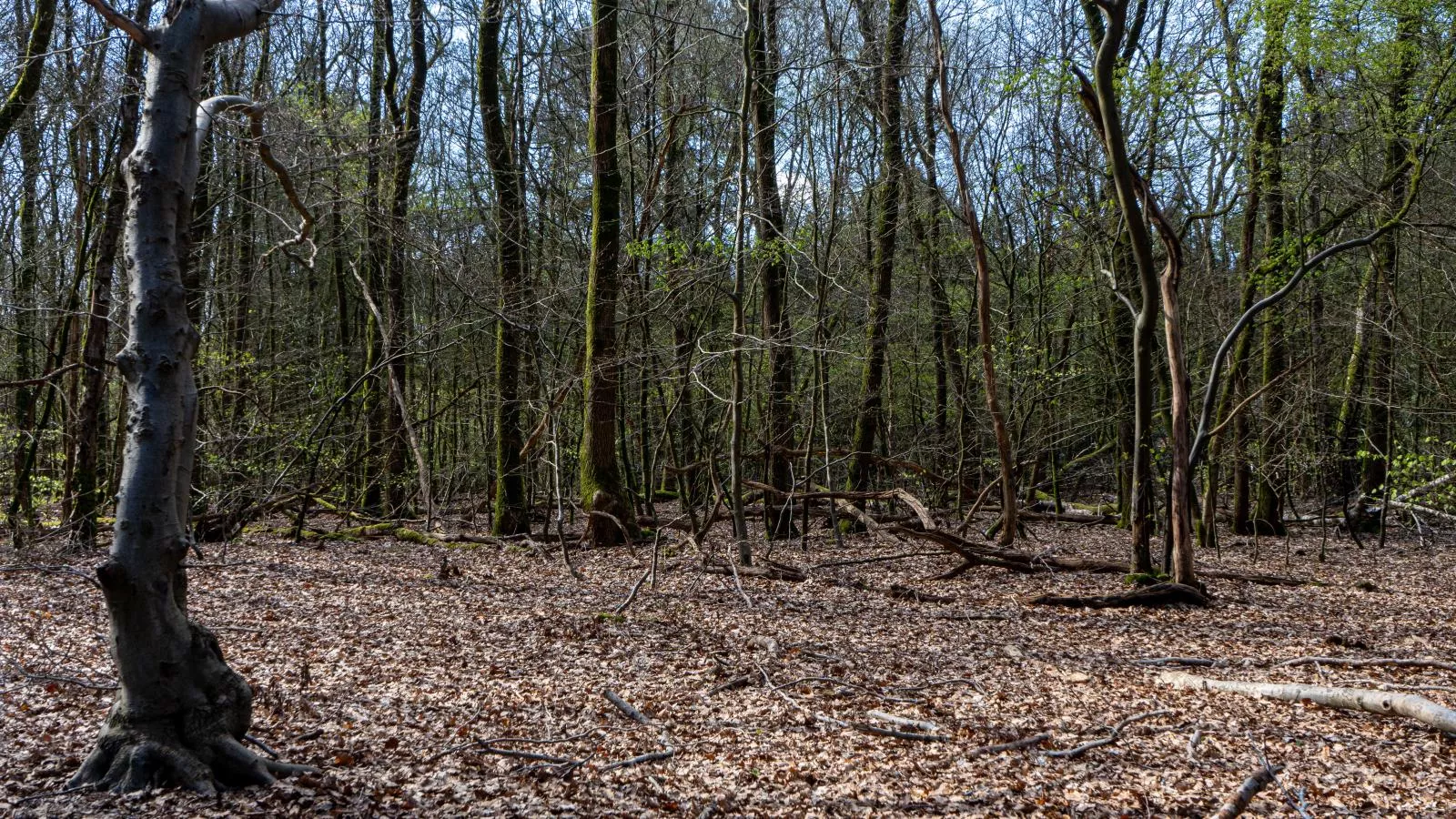 Mos-Gebiete Sommer 1 km