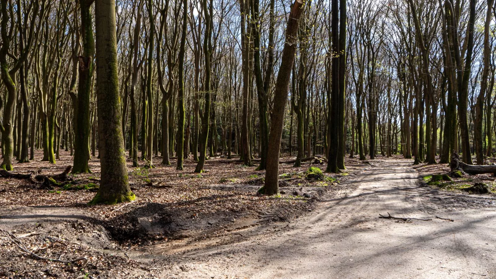 Mos-Gebiete Sommer 1 km