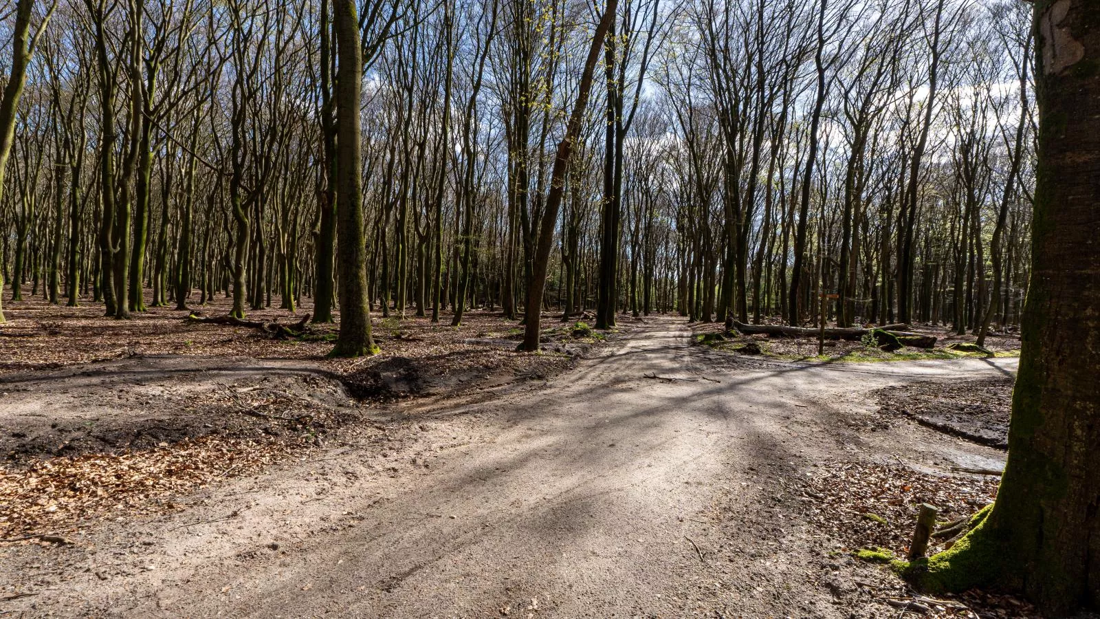 Mos-Gebiete Sommer 1 km