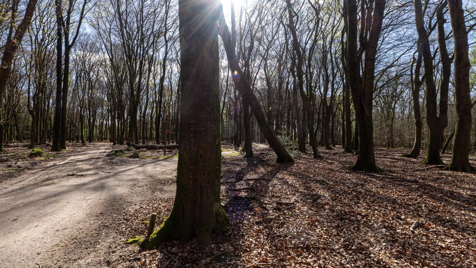 Mos-Gebiete Sommer 1 km