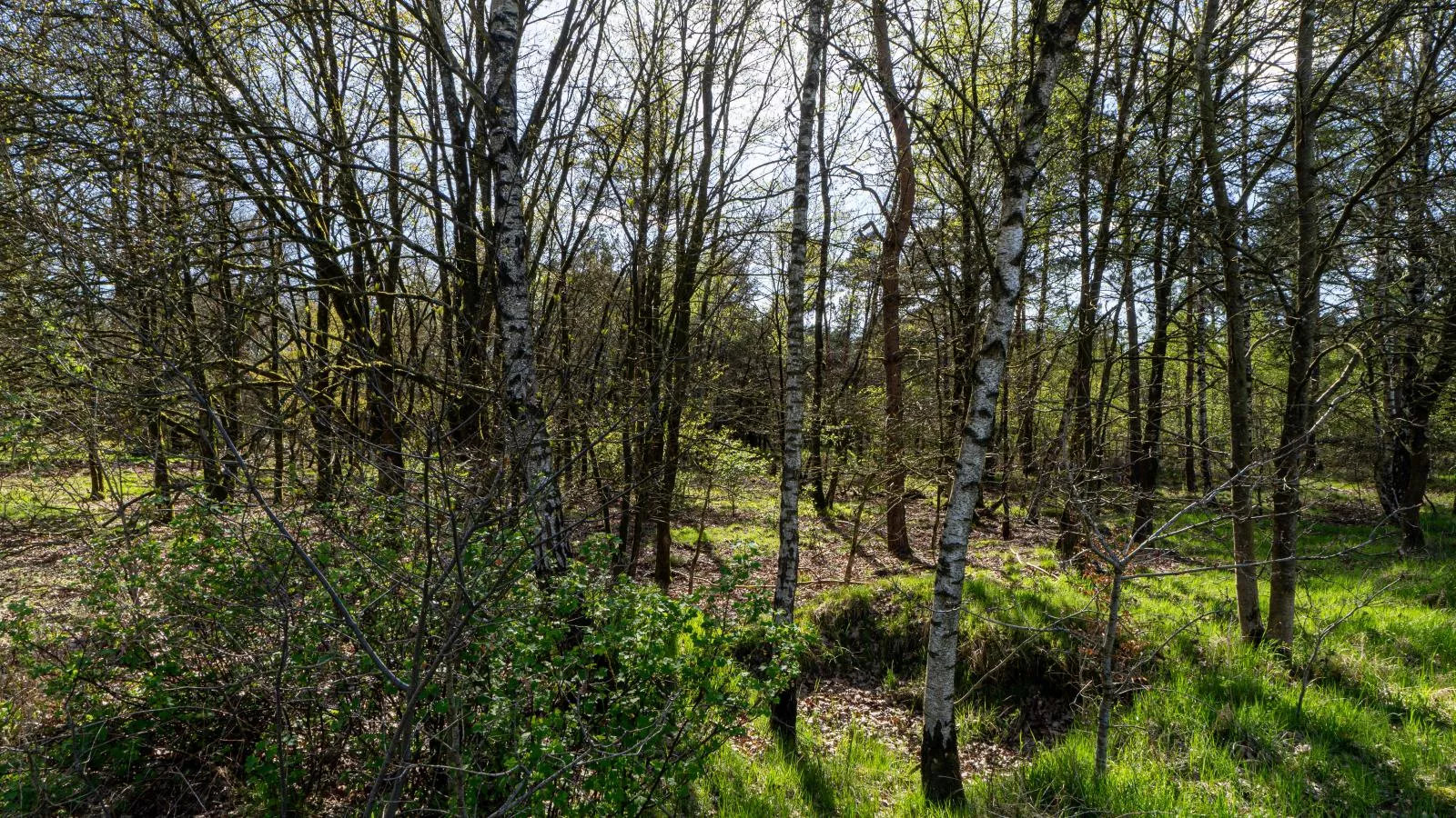 Mos-Gebiete Sommer 5 km