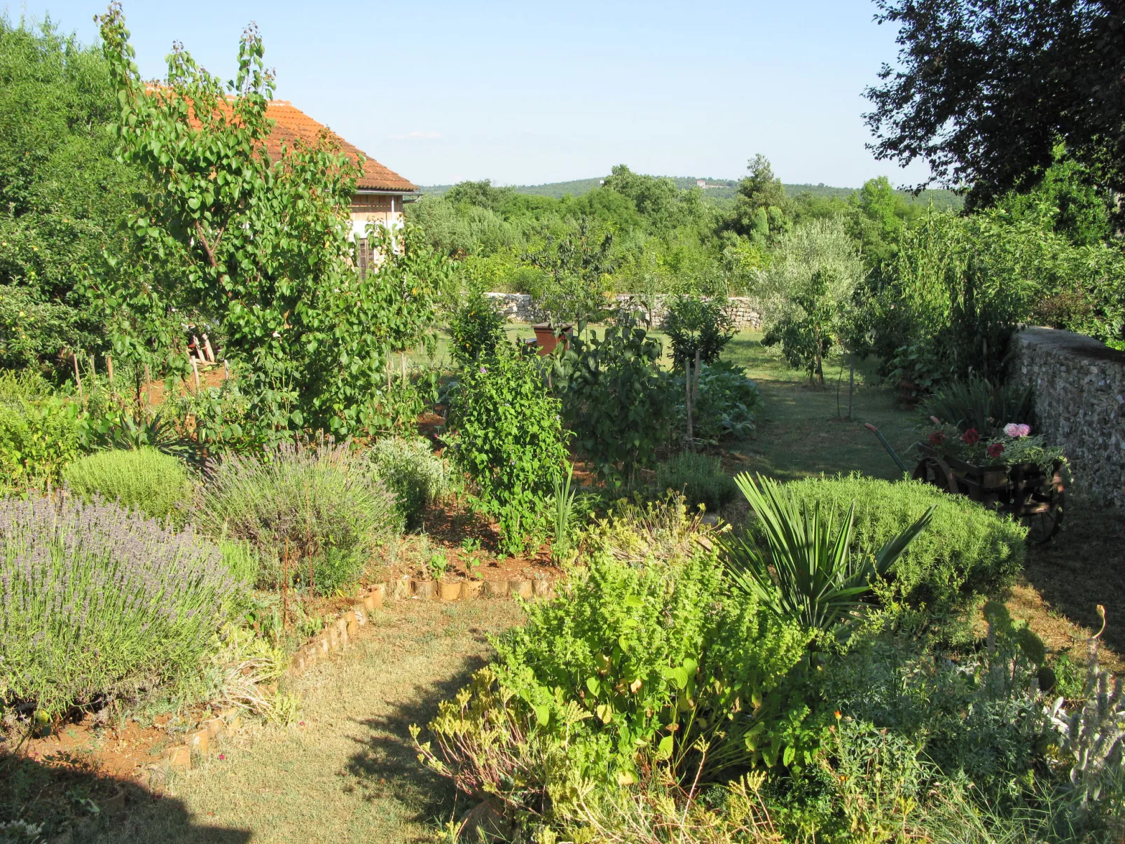 Smilja-Draußen