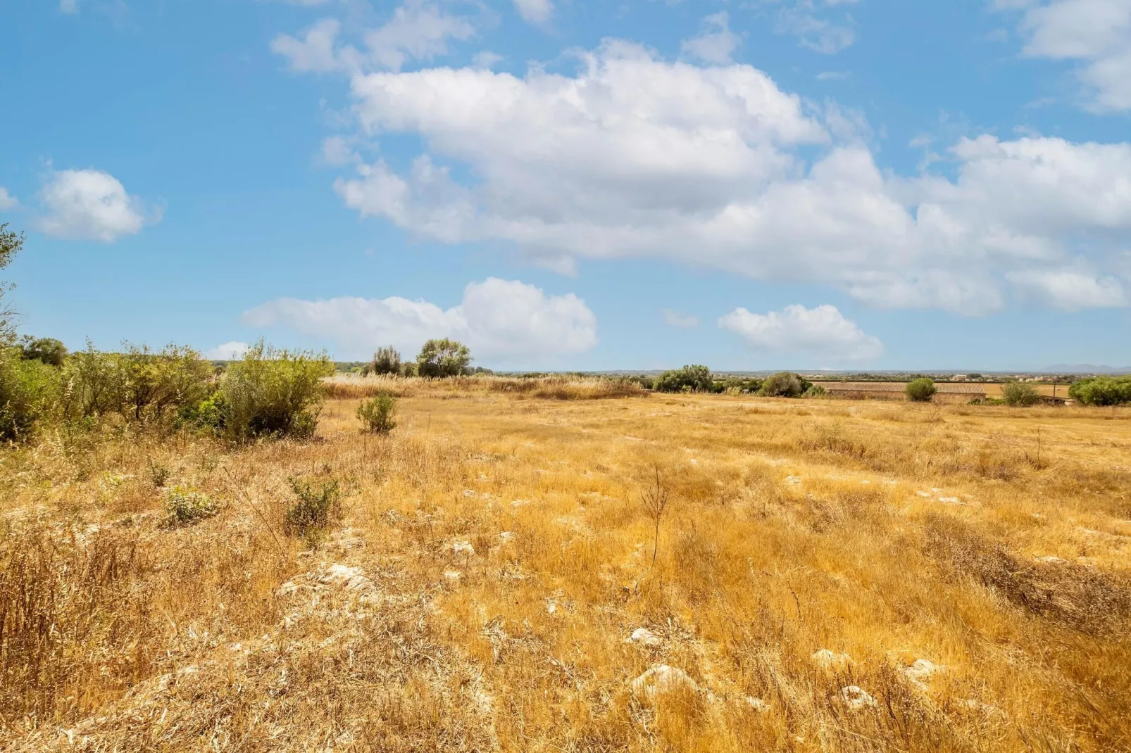 Gallinero-Areas summer 1km