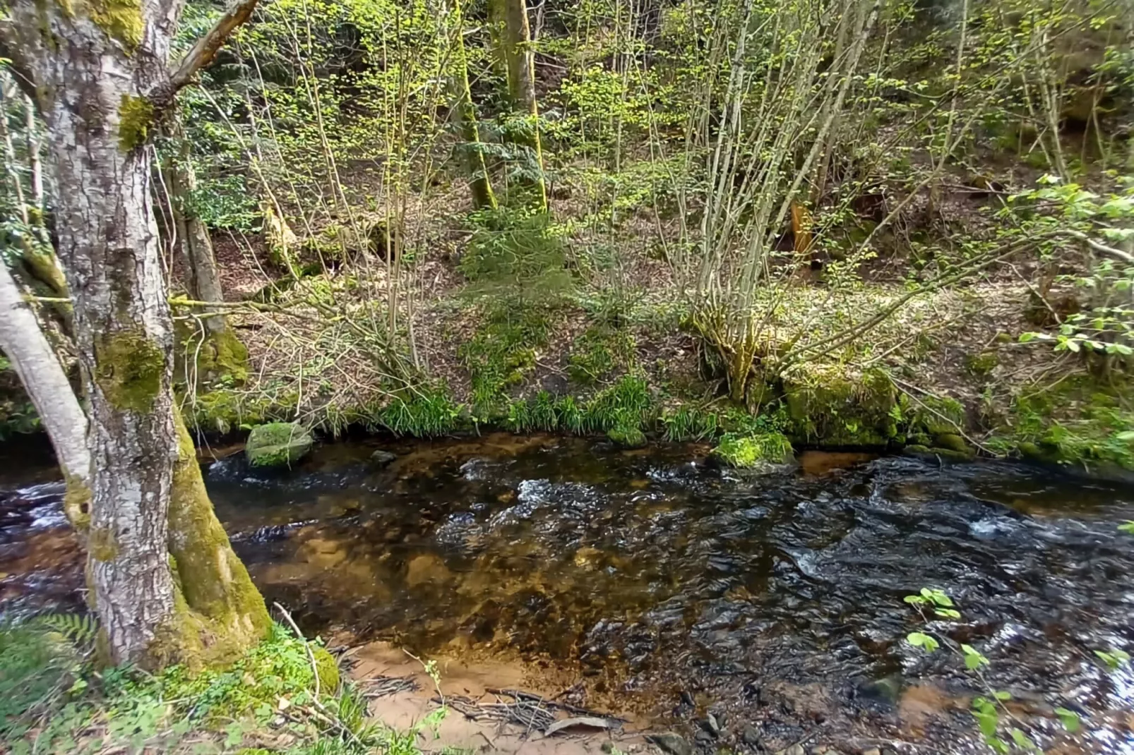Ferienhaus mit eigener Bar am Bach in Saint Quirin-Areas summer 5km