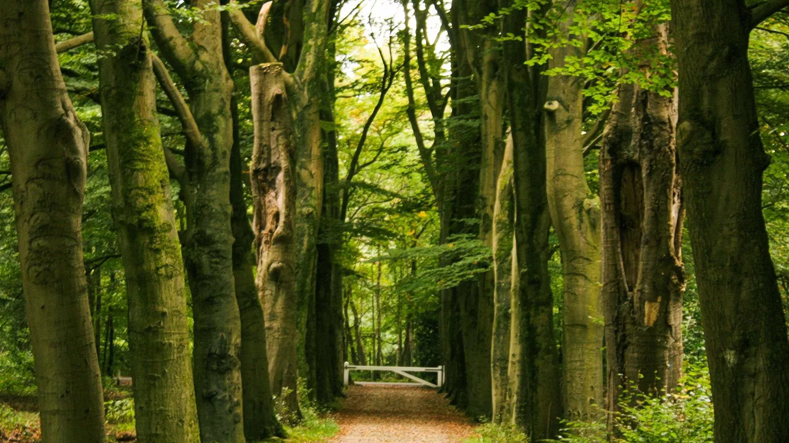 De Fazant-Areas summer 5km