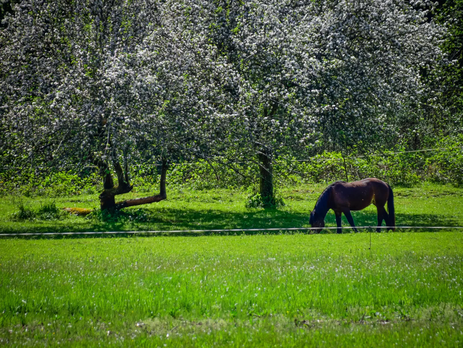 Božica-Area