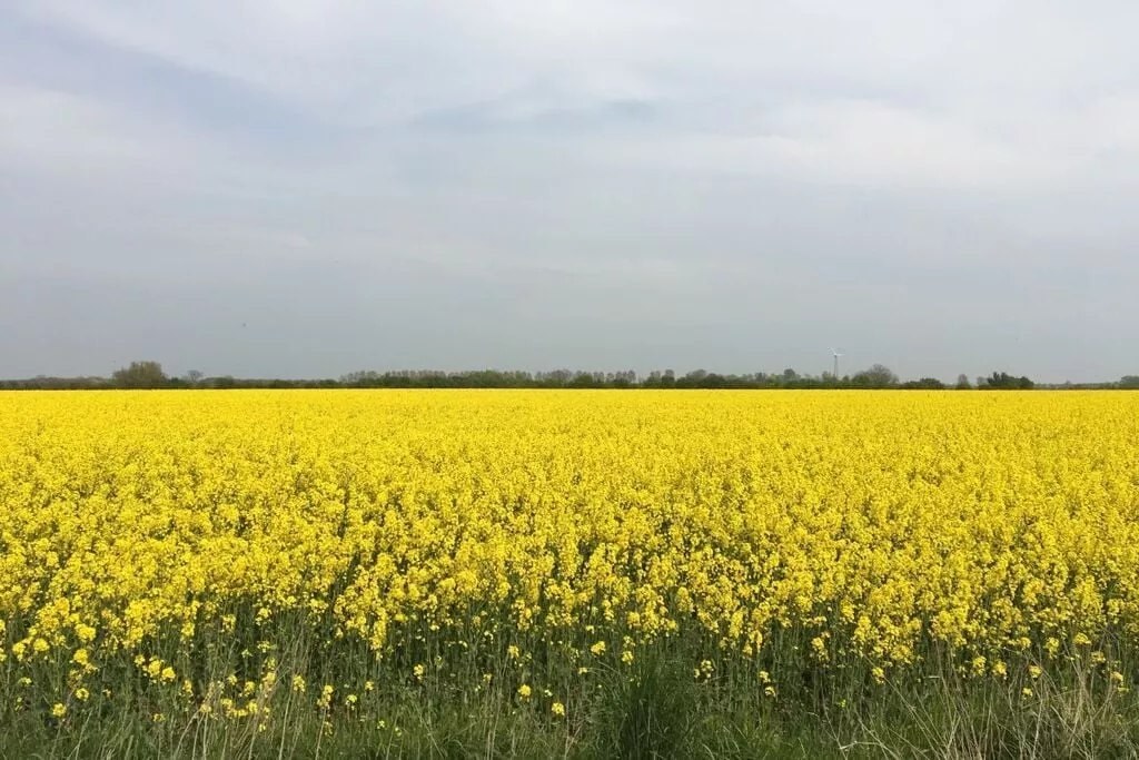 185564-Areas summer 5km