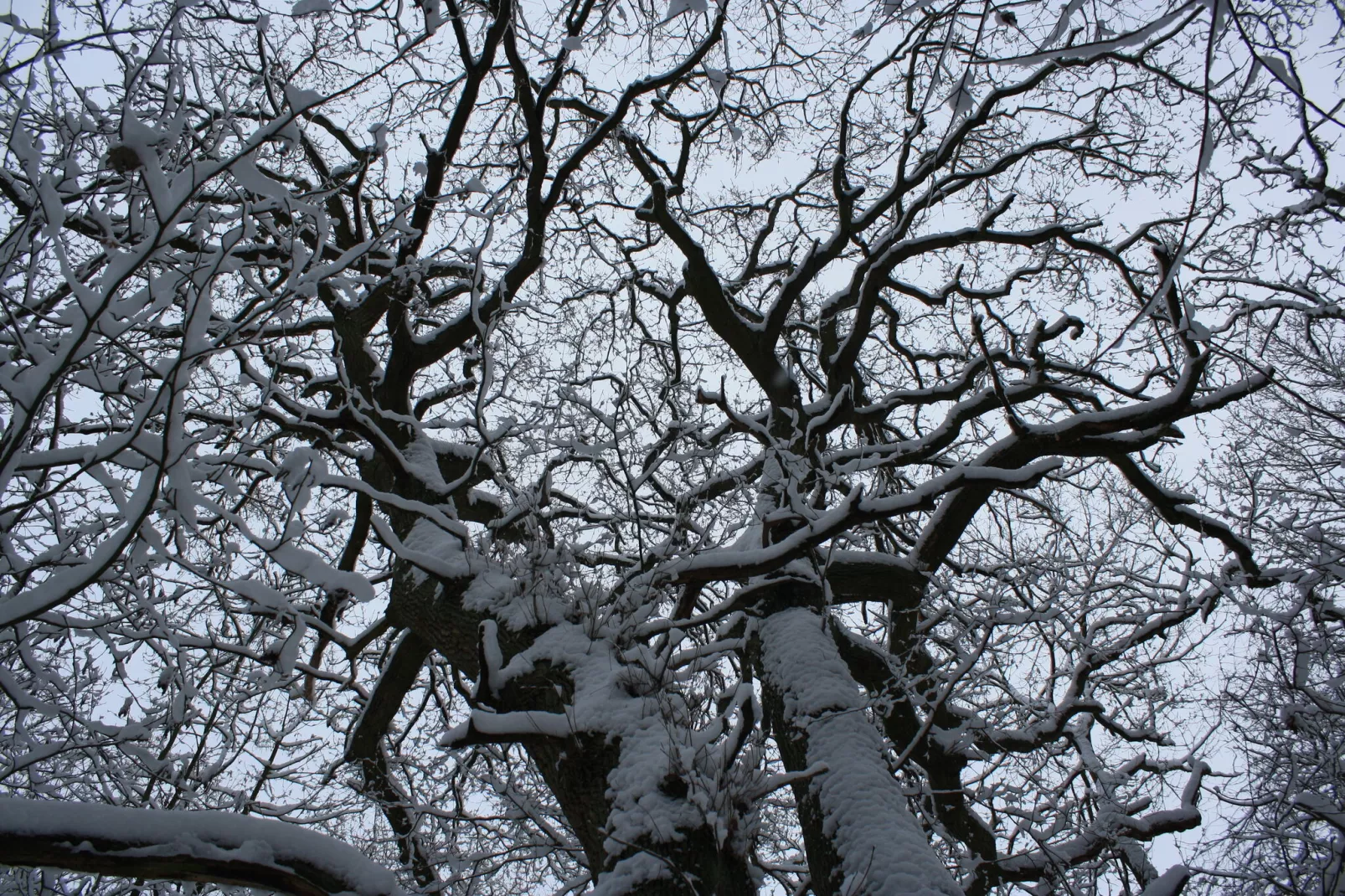 Sandkorn-Area winter 1km