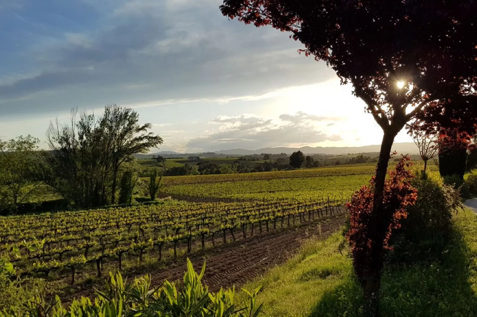L'Olivera Dalt i Baix-View summer