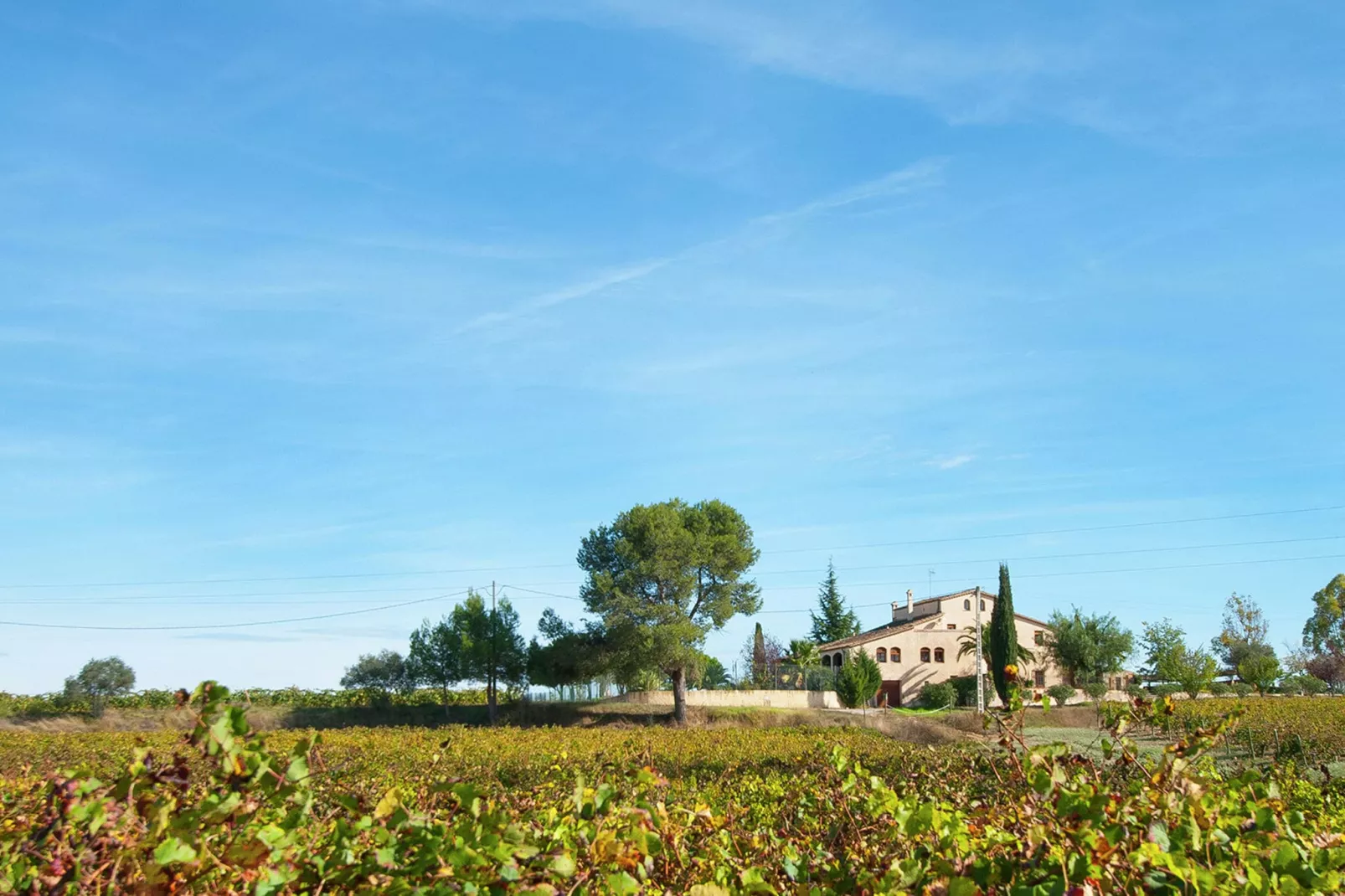 L'Olivera Dalt i Baix-Areas summer 1km