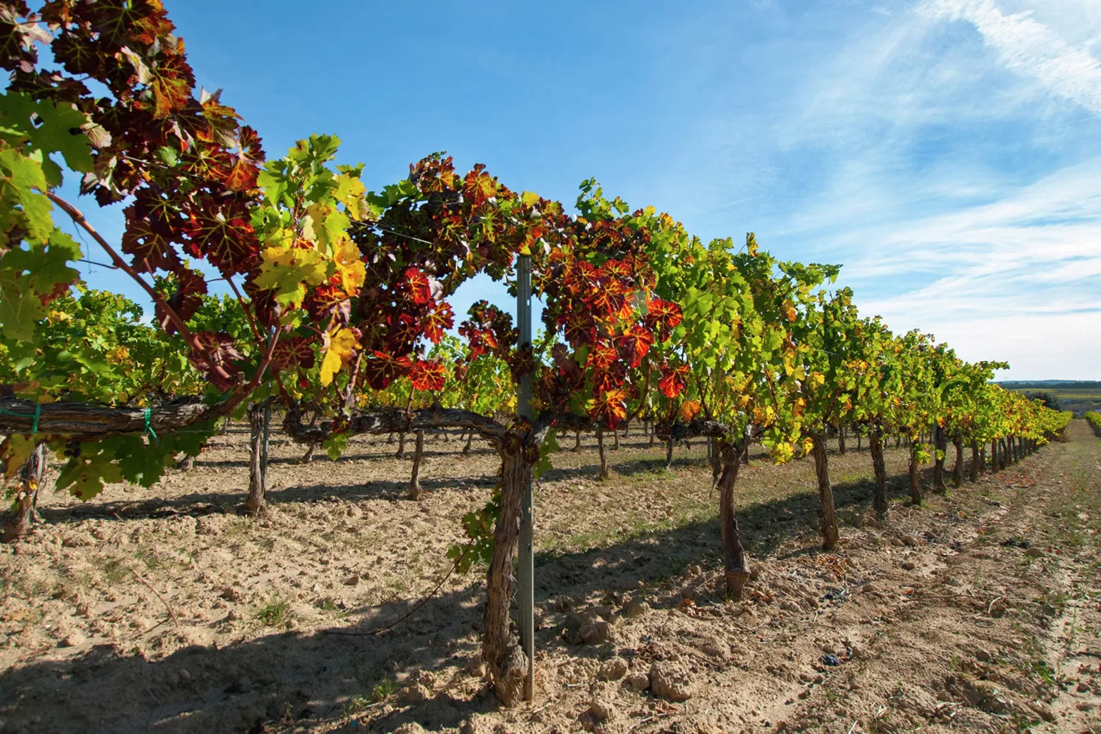 L'Olivera Dalt i Baix-Areas summer 5km